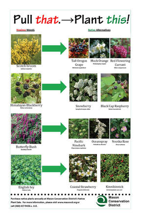 native plants to replace noxious weeds