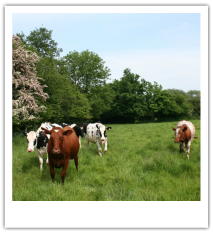 group of brown cows and black and white cows standing in a green pasture