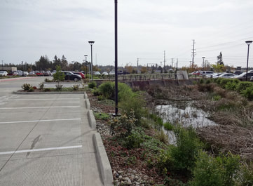 Rain Garden within the PUD parking lot.