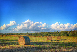Bales of hay in a field under a blue sky