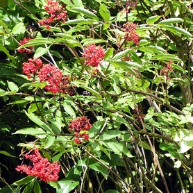 native plant with pinkish red clusters of flowers