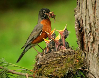 adult robin feeding insects to four baby birds in a nest in a tree