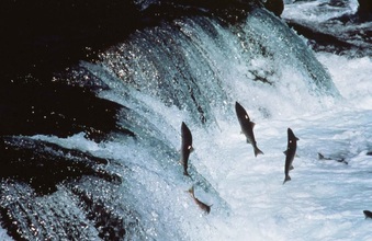 three salmon swimming upstream