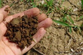 Person's hand holding a clump of soil