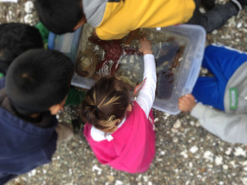 Children observing and feeling a sea star in a touch tank