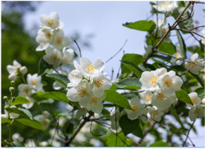 shrub with white flowers