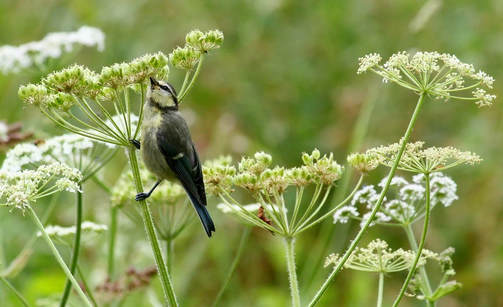 small grey and white bird on a plant with tiny white flowers