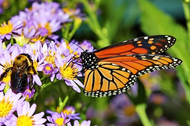 Monarch butterfly and bumblebee on purple flowers