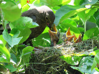 adult grey bird feeding one of three baby birds in a nest