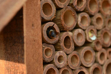 wooden tubes in a native bee nest. there is a bee's abdomen sticking out of one of the tubes