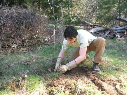 Person planting a native plant and marking its location with a pink flag