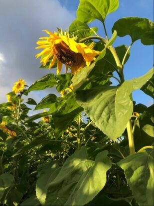 tall sunflowers with green leaves