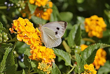 White sulfur butterfly on cluster of yellow flowers
