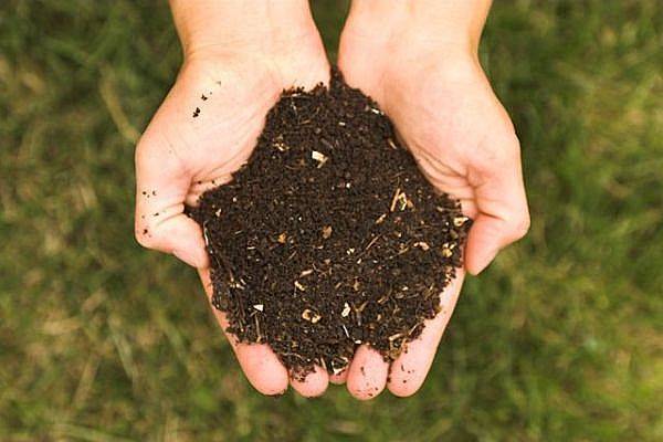 Person's hands holding a scoop of soil